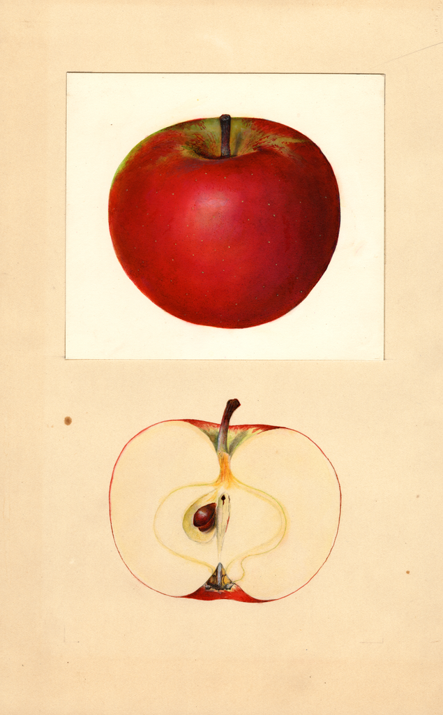 Apples, Cortland (1936)