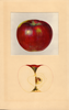 Apples, Cortland (1937)