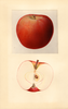 Apples, Cortland (1932)