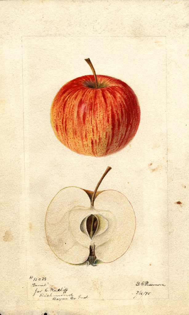Apples, Daniel (1895)