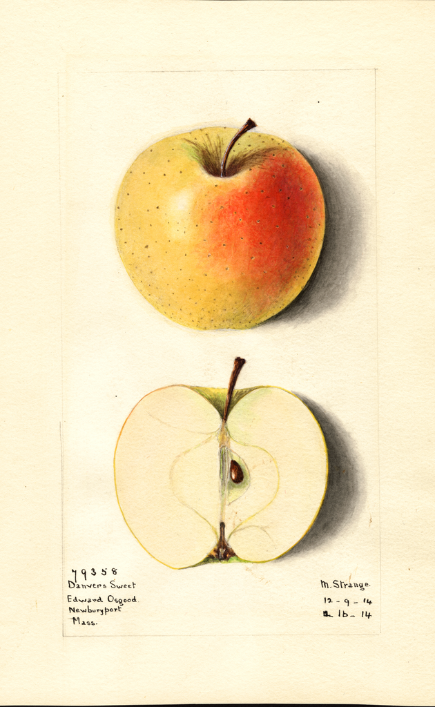 Apples, Danvers Sweet (1914)