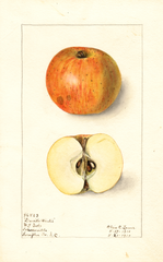Apples, Davids Winter (1910)