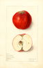 Apples, David White (1910)