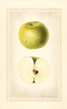 Apples, De Chataignier (1925)