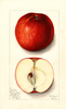 Apples, Deacon Jones (1912)