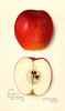 Apples, Deacon Jones (1913)