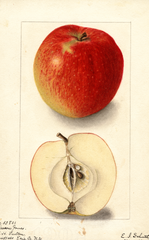 Apples, Deacon Jones (1905)