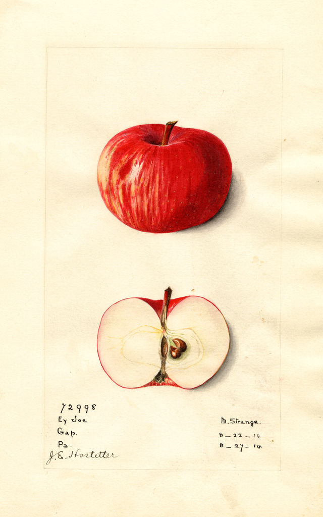 Apples, Early Joe (1914)
