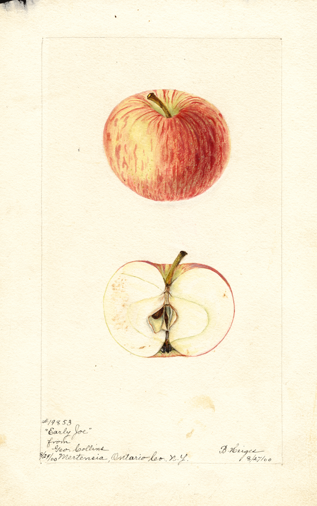 Apples, Early Joe (1900)
