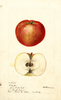 Apples, Early Joe (1895)