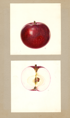 Apples, Early Mcintosh (1933)