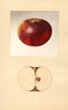 Apples, Early Mcintosh (1934)