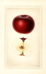 Apples, Early Mcintosh (1929)