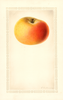 Apples, Beninanako (1928)