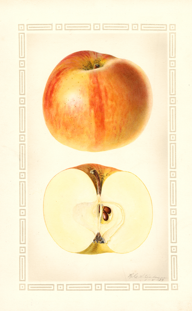Apples, Beninanako (1929)