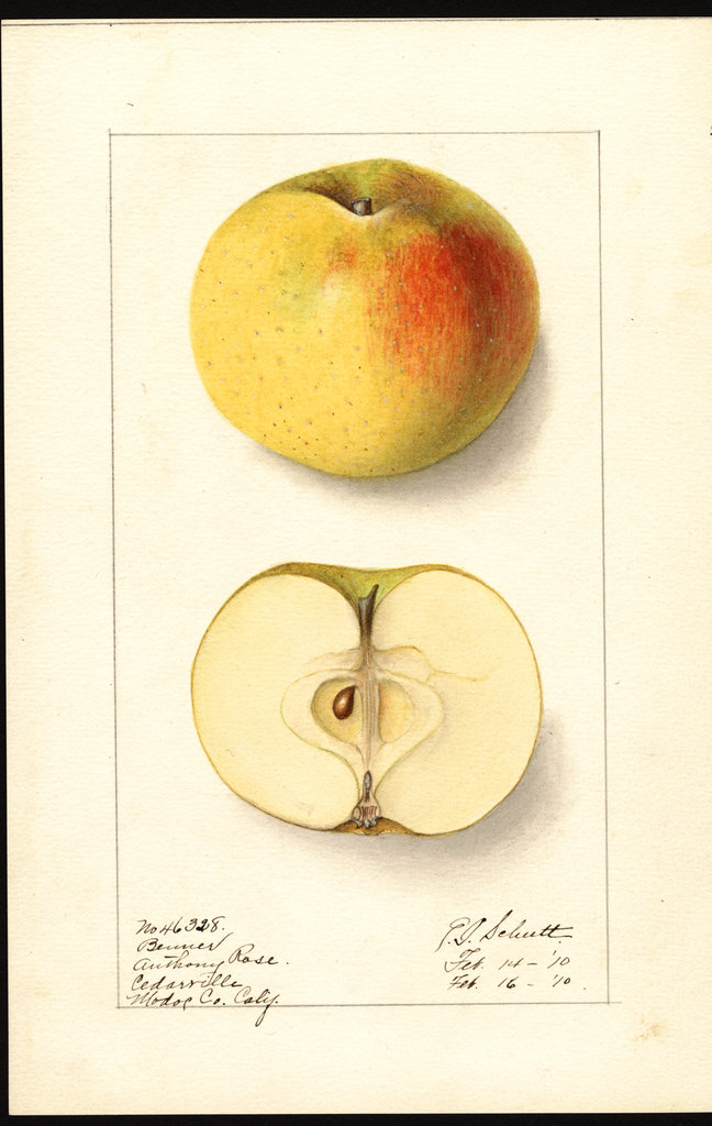 Apples, Benner (1910)