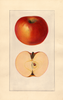 Apples, Bennett (1925)