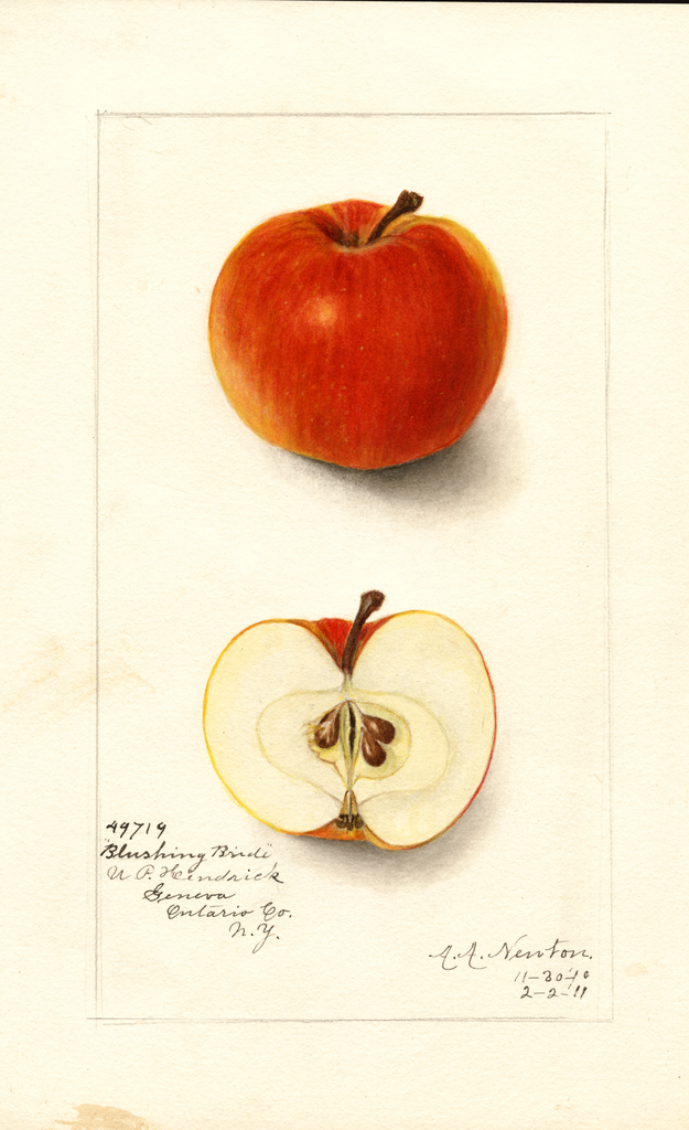 Apples, Blushing Bride (1911)