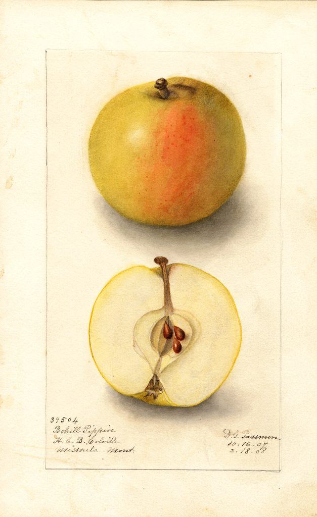 Apples, Bohill Pippin (1908)