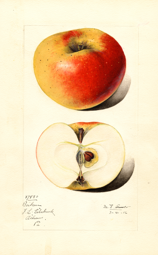 Apples, Boiken (1916)