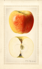 Apples, Boiken (1922)