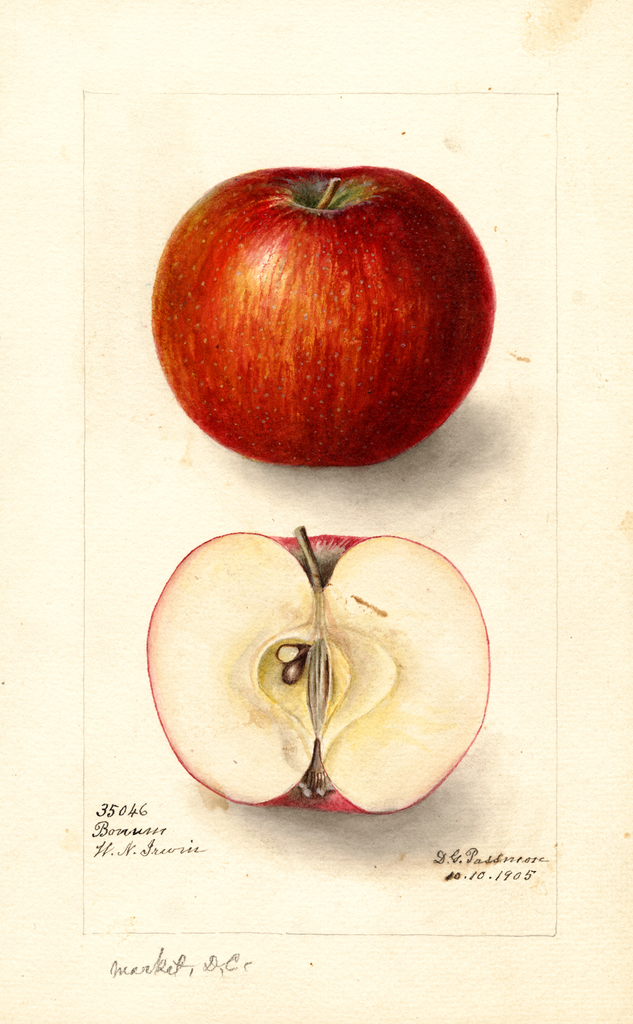 Apples, Bonum (1905)