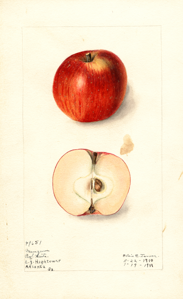 Apples, Mangum (1911)