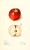 Apples, Mangum (1911)