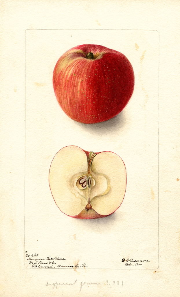 Apples, Mangum Fall Cheese (1900)