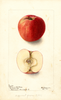 Apples, Mangum Fall Cheese (1900)