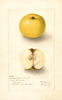 Apples, Borlace Pippin Cornich (1907)