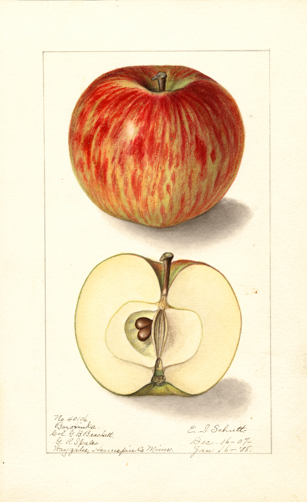 Apples, Borovinka (1908)