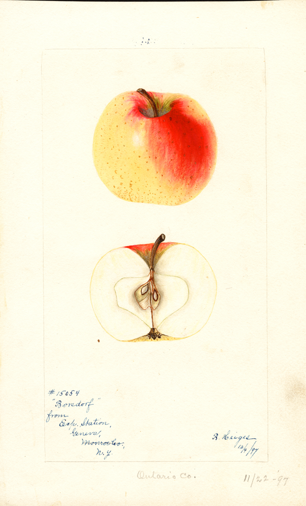 Apples, Borsdorf (1897)