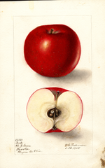 Apples, Bortz (1905)