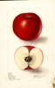 Apples, Bortz (1905)