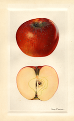 Apples, Bennett (1929)