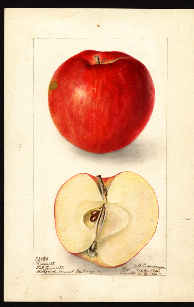 Apples, Bennett (1905)