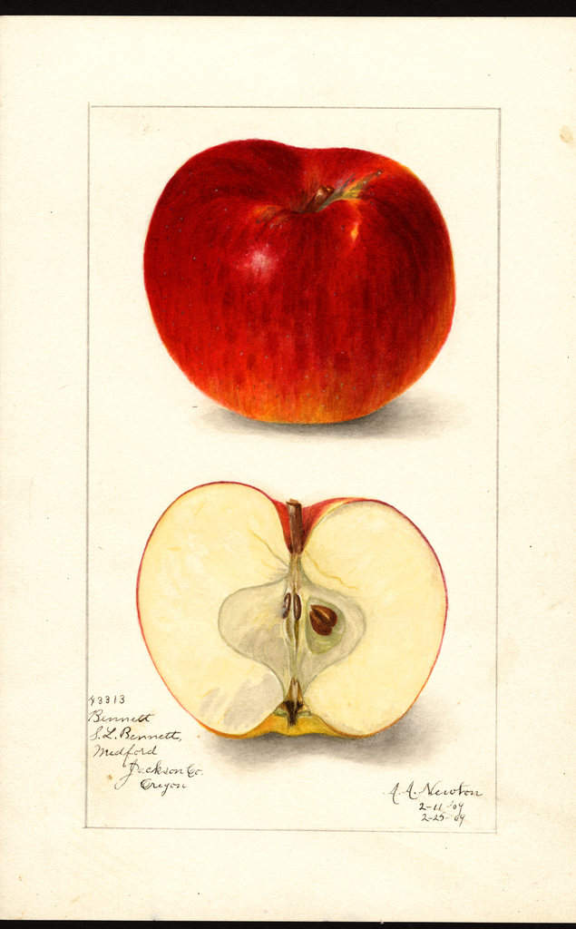 Apples, Bennett (1909)