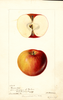 Apples, Bennorton (1895)