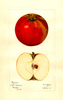 Apples, Benoni (1921)