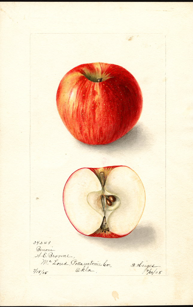 Apples, Benoni (1905)