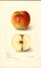 Apples, Benoni (1906)
