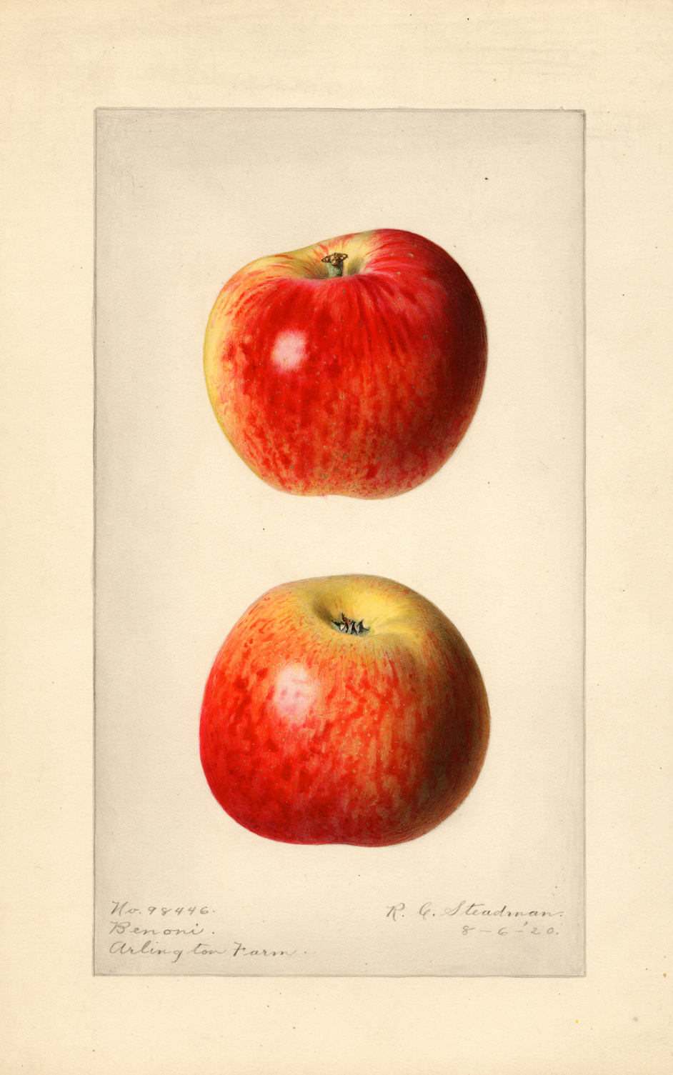 Print Apples, Benoni (1920) Poster on Vintage Visualizations