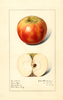 Apples, Bens Red (1916)