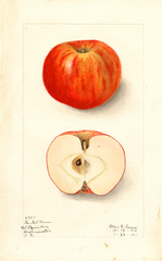 Apples, Bentel Man (1911)