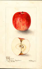 Apples, Bentley Sweet (1904)