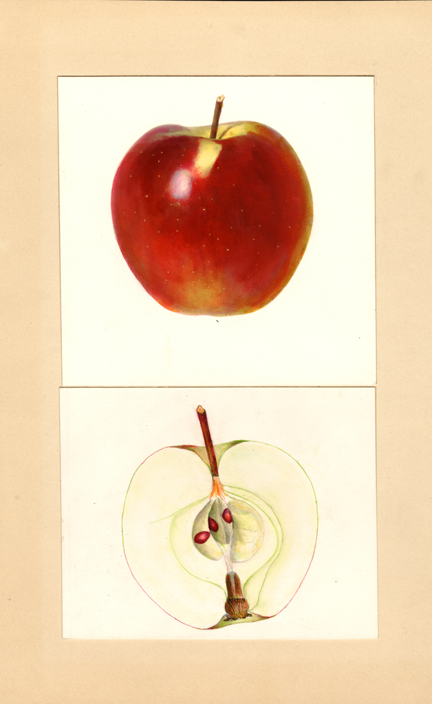 Apples, Professor C.p. Close Seedling