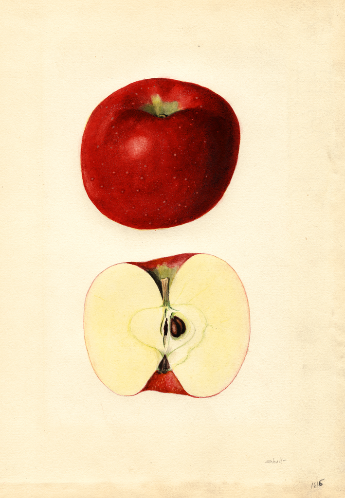 Apples, Allyson York (1935)