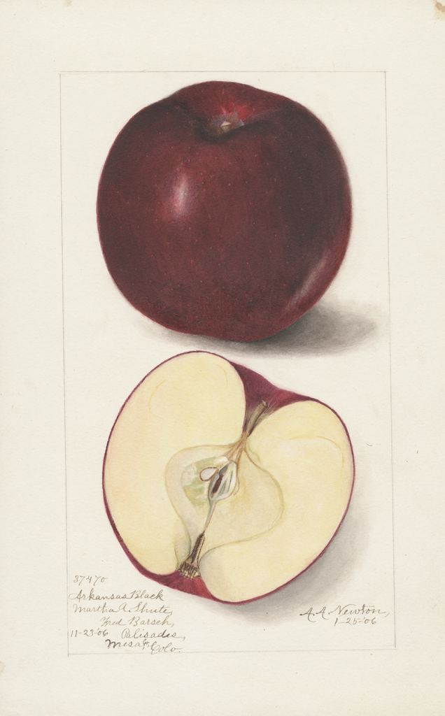 Apples, Arkansas Black (1906)