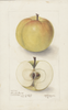Apples, Arnold Beauty (1905)